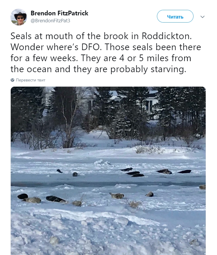 Морские котики вышли на дорогу и заблокировали движение